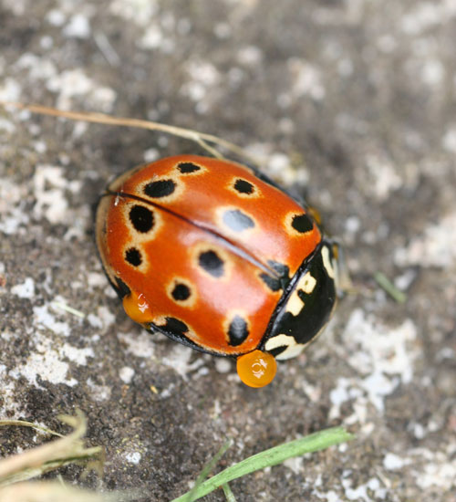 Eyed ladybird © Remy Ware
