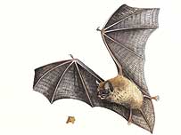 Pipistrelle Bat c/o RSPB Images /Chris Shields