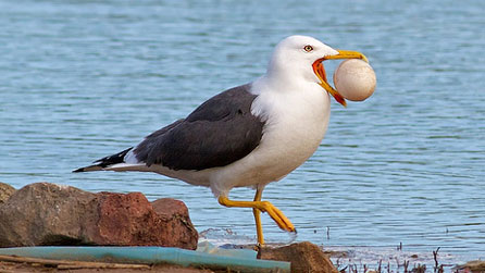 Lesser Black-Backed Gull at Conwy RSPB with a canada goose egg. Image by Ashley Cohen