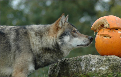 Alba - UK Wolf Conservation Trust 