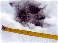 Paw print in snow, possibly a big predatory cat
