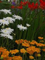 Hardys Cottage Garden Plants show how to use white in planting schemes to blend hot colours