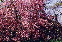 Coed yn eu blodau ym Mryn Eisteddfod