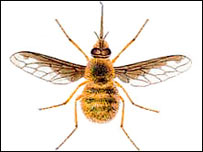 زنبور