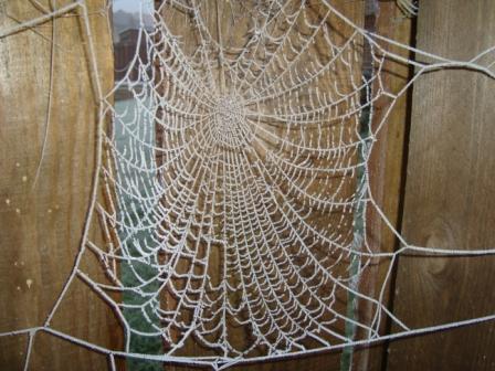 cobweb.JPG