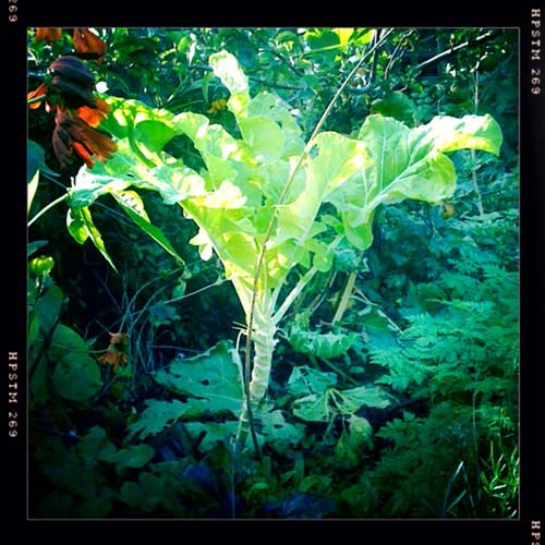 The Asturian tree cabbage
