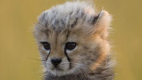 Toto the cheetah cub