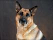 Pastor alemão (Foto: The Kennel Club Picture Library)