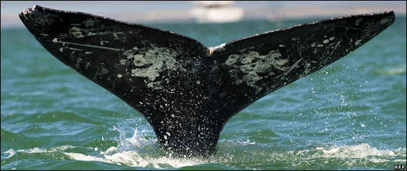 Whale_tail