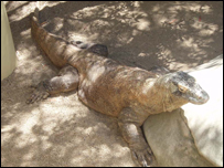 Komodo Dragon