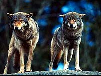 Тау басындағы екі сұр қасқыр