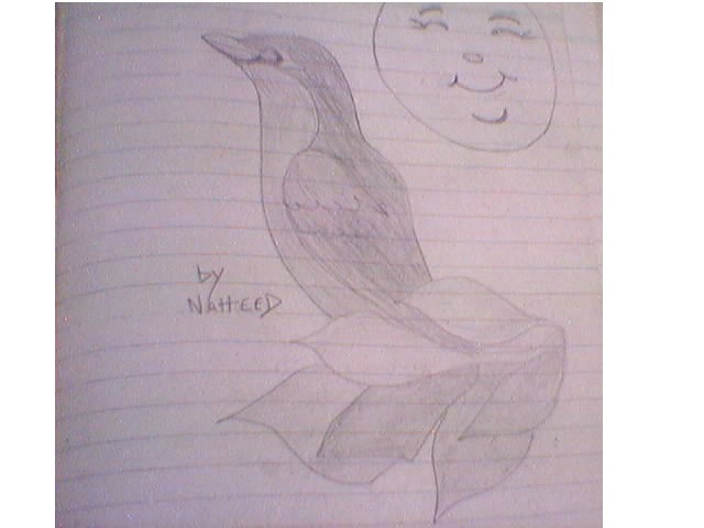 This bird was drwan in 2000 from the cover of my little sister