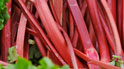 Stalks of rhubarb Photo © Bruce Block/iStockphoto