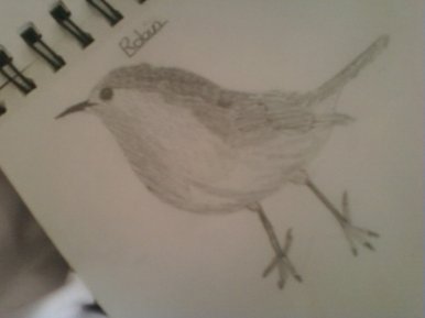 Birdy(: