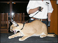 گربه کاراکال