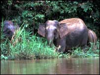 Elefante de Bornéu