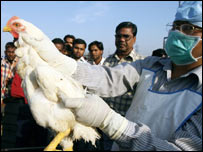 مرغیوں کی جانچ