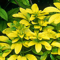 Choisya ternata 'Sundance'