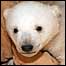 O urso polar Knut. Foto: RBB/Peter Griesbach/Zoo Berlin