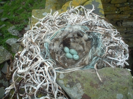 3. Nest, 4th June 2006.