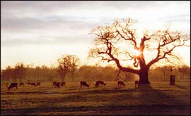 Sunset at Windsor Great Park