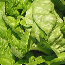 Lettuce