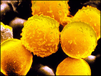 leucemia