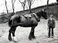 Image of a farm boy with horse