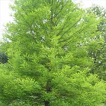 Taxodium
