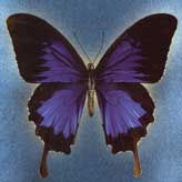 Oi Va Voi (CD cover) nominated in the fRoots Critics Award