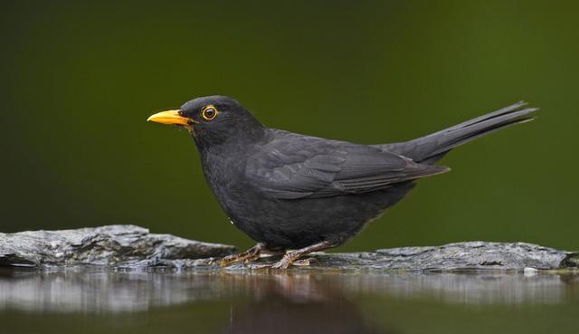 Common blackbird (image: Markus Varesvuo)