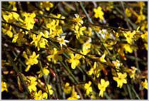 Jasminum nudiflorum