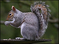 grey squirrel