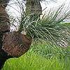 Xanthorrhoea preissii