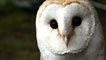 Day 1 - Barn Owl.