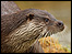 close-up of head of otter