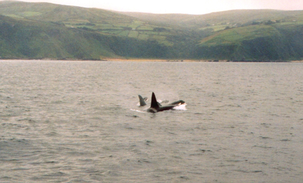 Morca action off the N Donegal Coast. Pic: Courtesy of Gillian in the Loughs Agency 