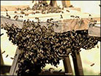 Abelhas reagem ao álcool de forma semelhante aos humanos