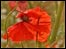 Poppy flower. Photo: Will Dawes