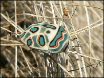 Hemipteran Bug. Foto: Julian Bayliss