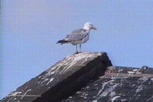 Mabel watches the birds