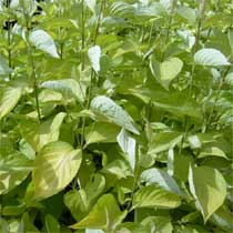 Cornus alba 'Aurea'