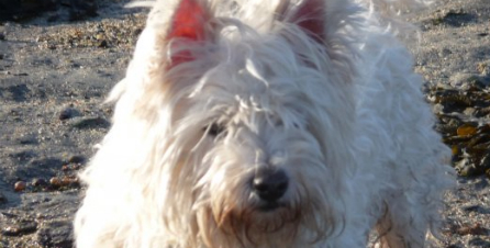 Wee dog