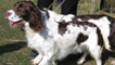 Two spaniels, one with docked tail, one without