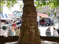 Oriental Plane, Guild Hall, Norwich
