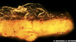 مادة اوكزالات الكادميوم 