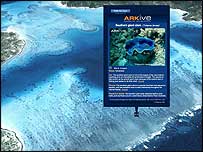 Novo aplicativo do Google Earth mostra molusco na costa da Austrália