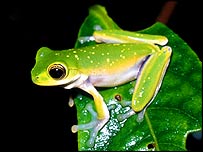 معدوم ہوتی انواع