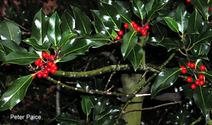 WTPL/Peter Paice from Belfast