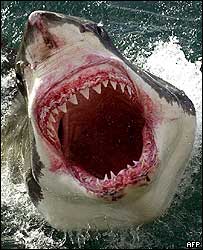 Žralok - ilustrační foto